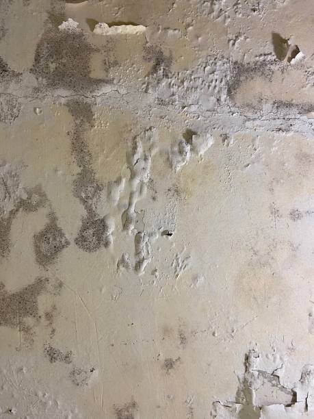 Best Black Mold Remediation in Astatula, FL